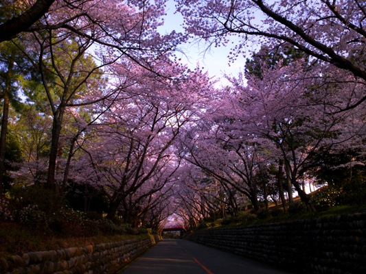 愛されるコースとして造成された桜満開のコース