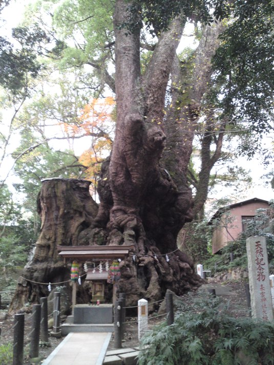 日本2位の巨木、来宮神社の大楠