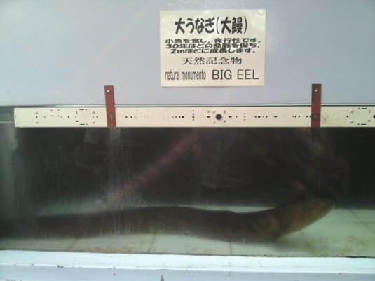 池田湖の大うなぎ