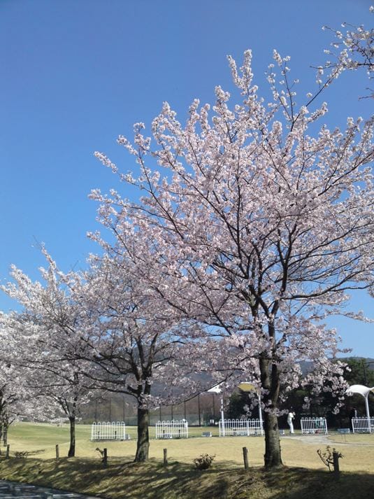 桜満開の西宮カントリー