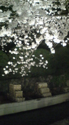 祇園・木屋町の夜桜