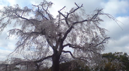 花散らしの雨の後の祇園の桜