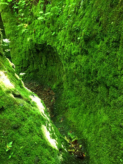 苔が一面に張り付いた緑のカーテン