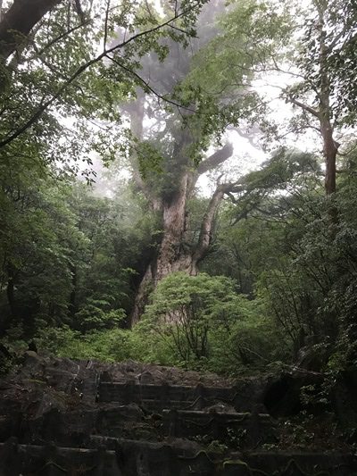 豪雨の中、決死の登山、そして縄文杉に