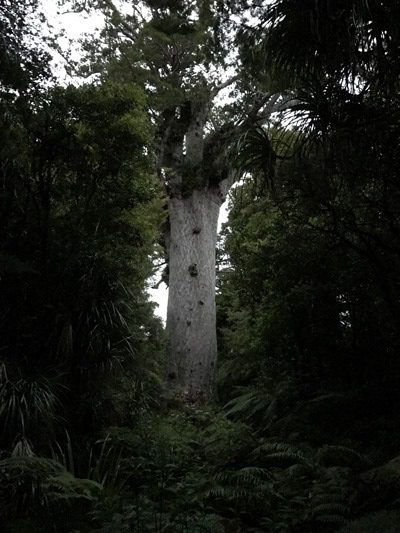 森の神と呼ばれているカウリの巨木「タネ・マフタ」