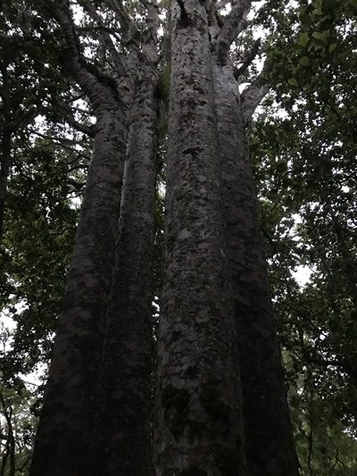 四人姉妹と呼ばれる4本の幹が寄り添って伸びているカウリ