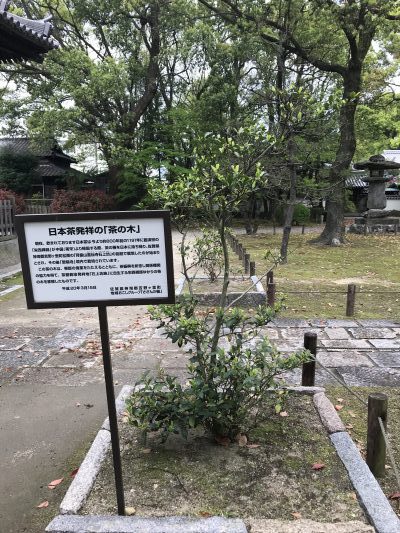 日本で最初の禅寺に移植された日本茶発祥の「茶の木」