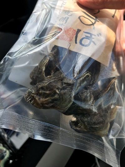 むつごろうとワラスボを探して