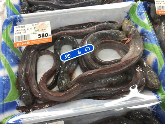 生のワラスボを発見