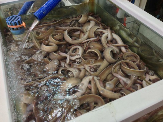 コムジャンオ通りでコムジャンオとケブルを食べる