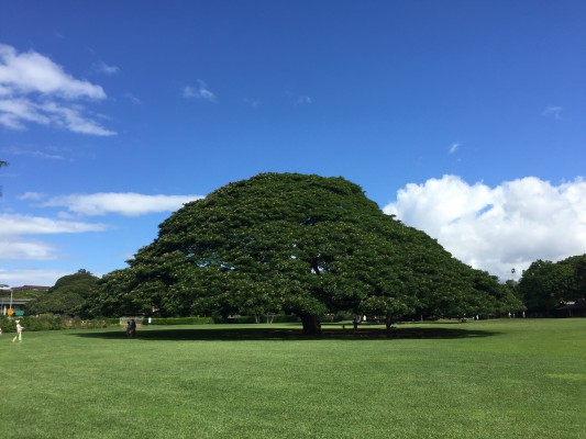 「この木なんの木」のモンキーポッドがある公園