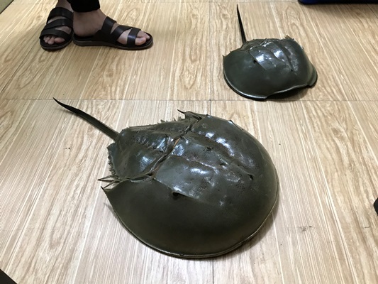 ハロン湾でカブトガニを食べてみた