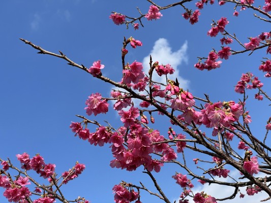 本部八重岳の寒緋桜